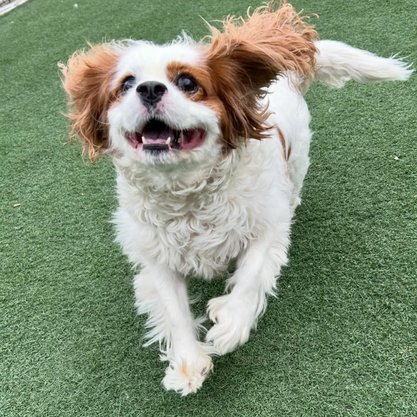 A brown and white dog is running on a grassy field