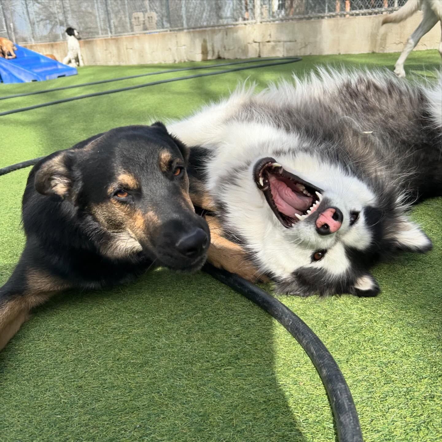 Two dogs are laying on the grass with their mouths open