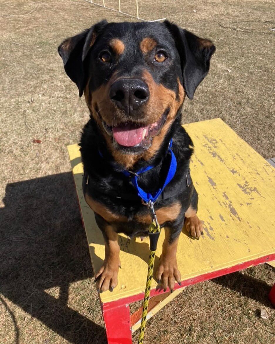A black and brown dog is sitting on a yellow table