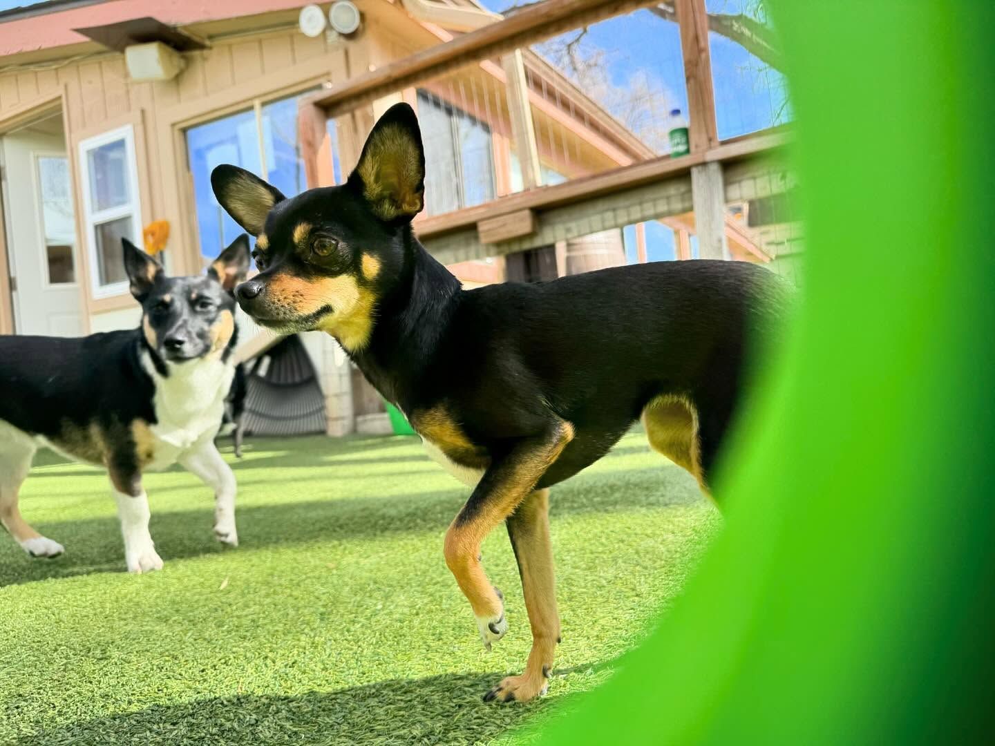 A group of dogs are running on a grassy field