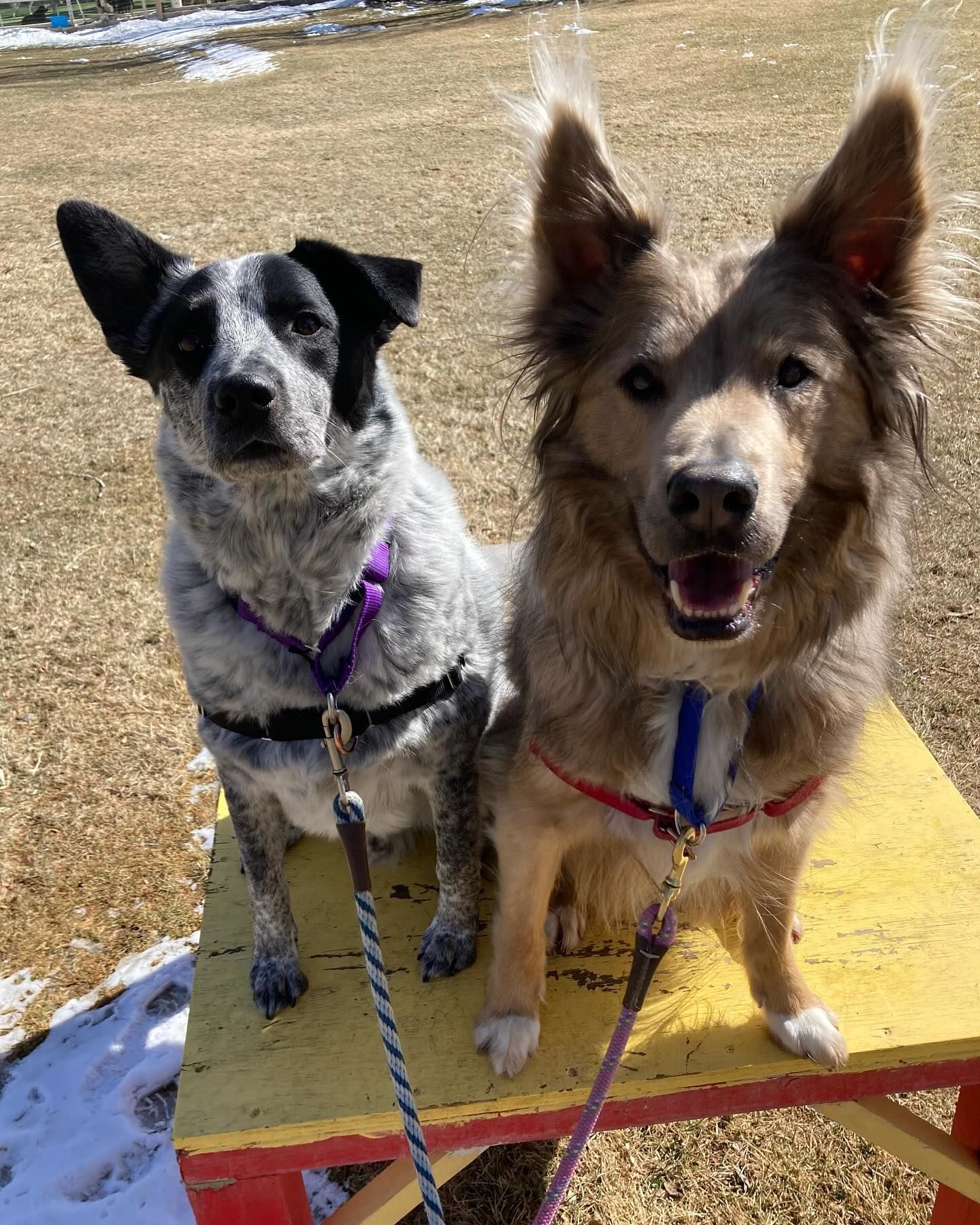 Two dogs are sitting next to each other on a yellow table