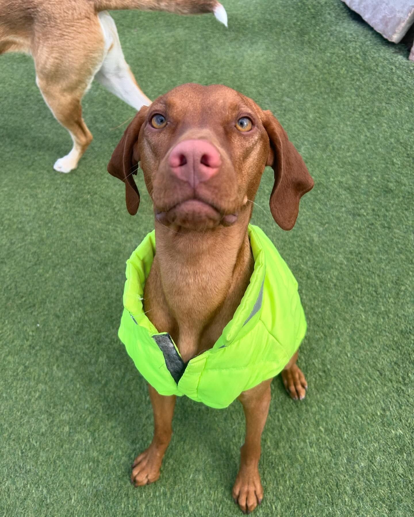 A brown dog wearing a neon green jacket