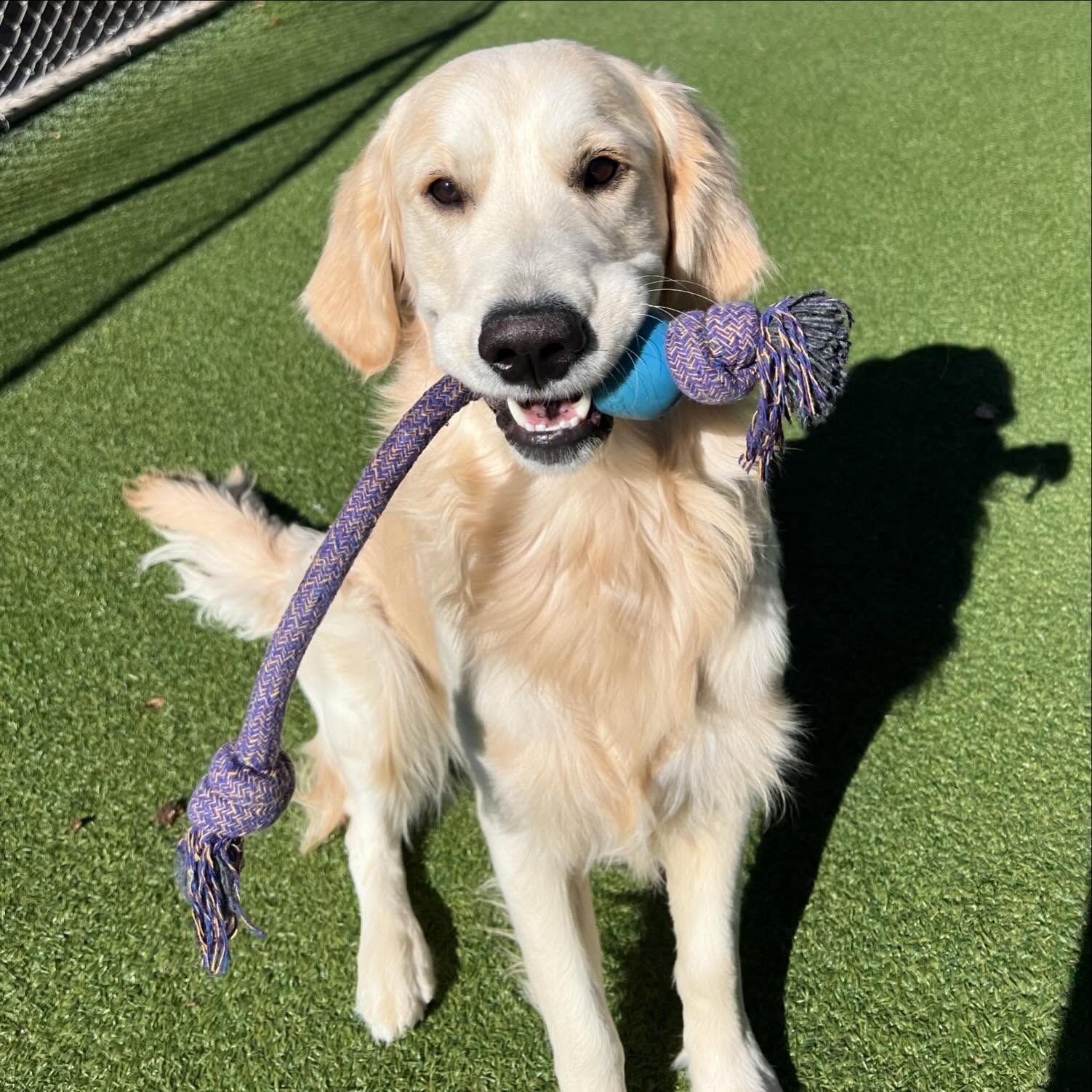 A dog is holding a rope toy in its mouth