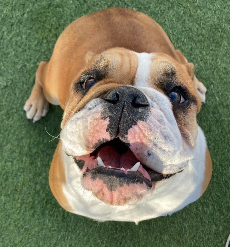 A brown and white bulldog is laying on the grass and looking up at the camera