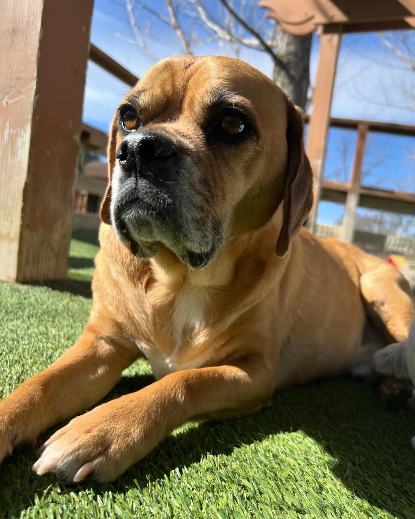 A black Cockapoo dog with a white beard is standing on a tiled floor