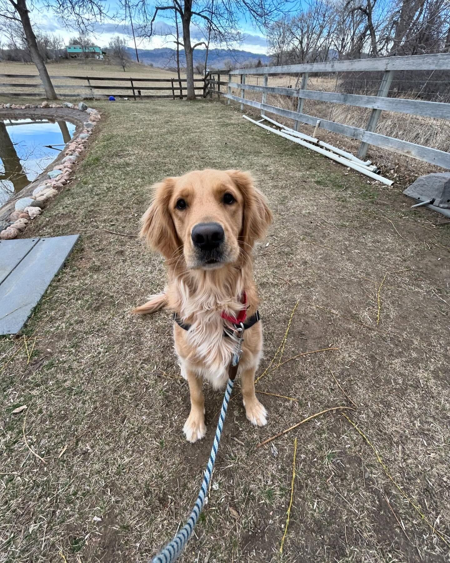 A dog is sitting on a leash in a field and looking at the camera