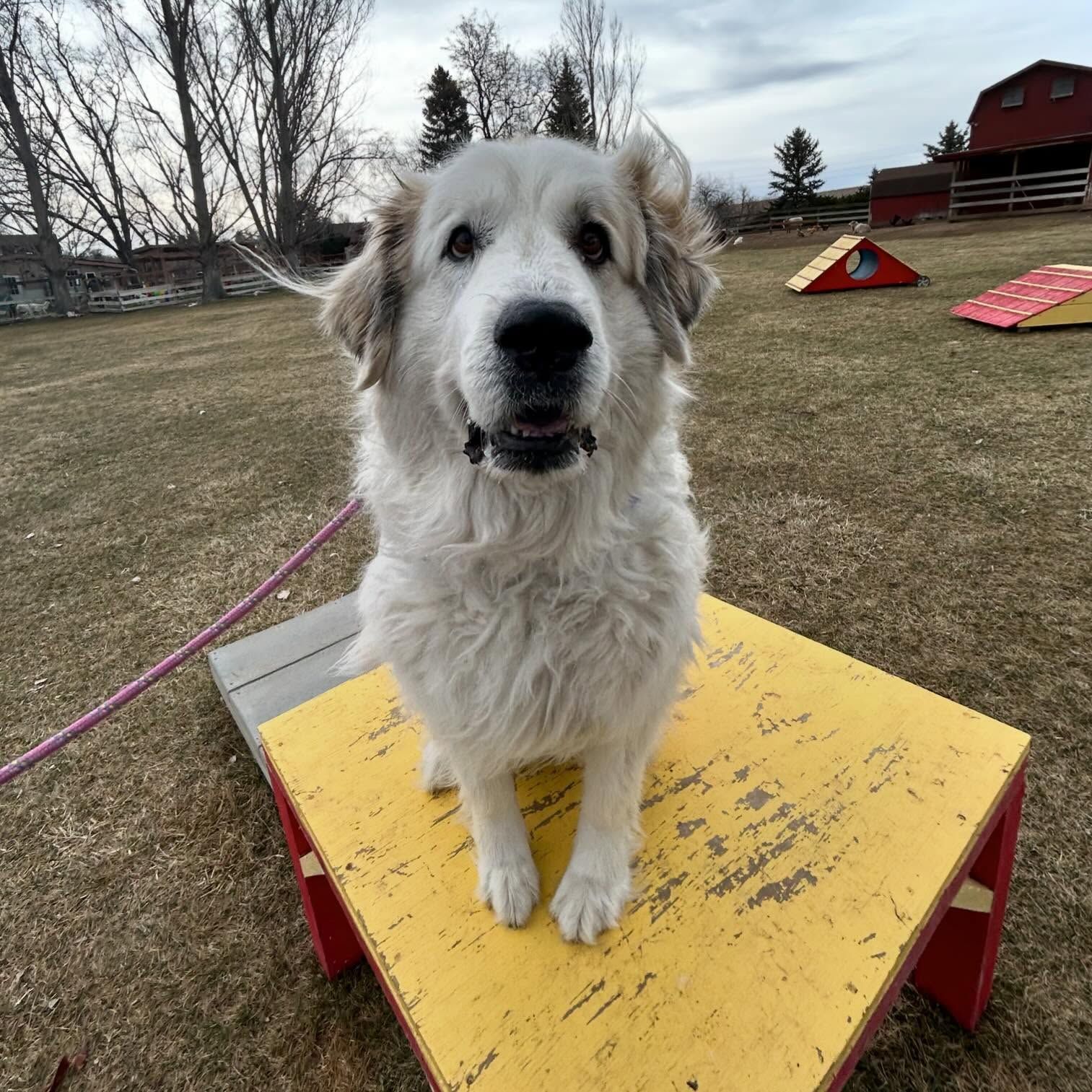 A white dog is sitting on a yellow and red platform