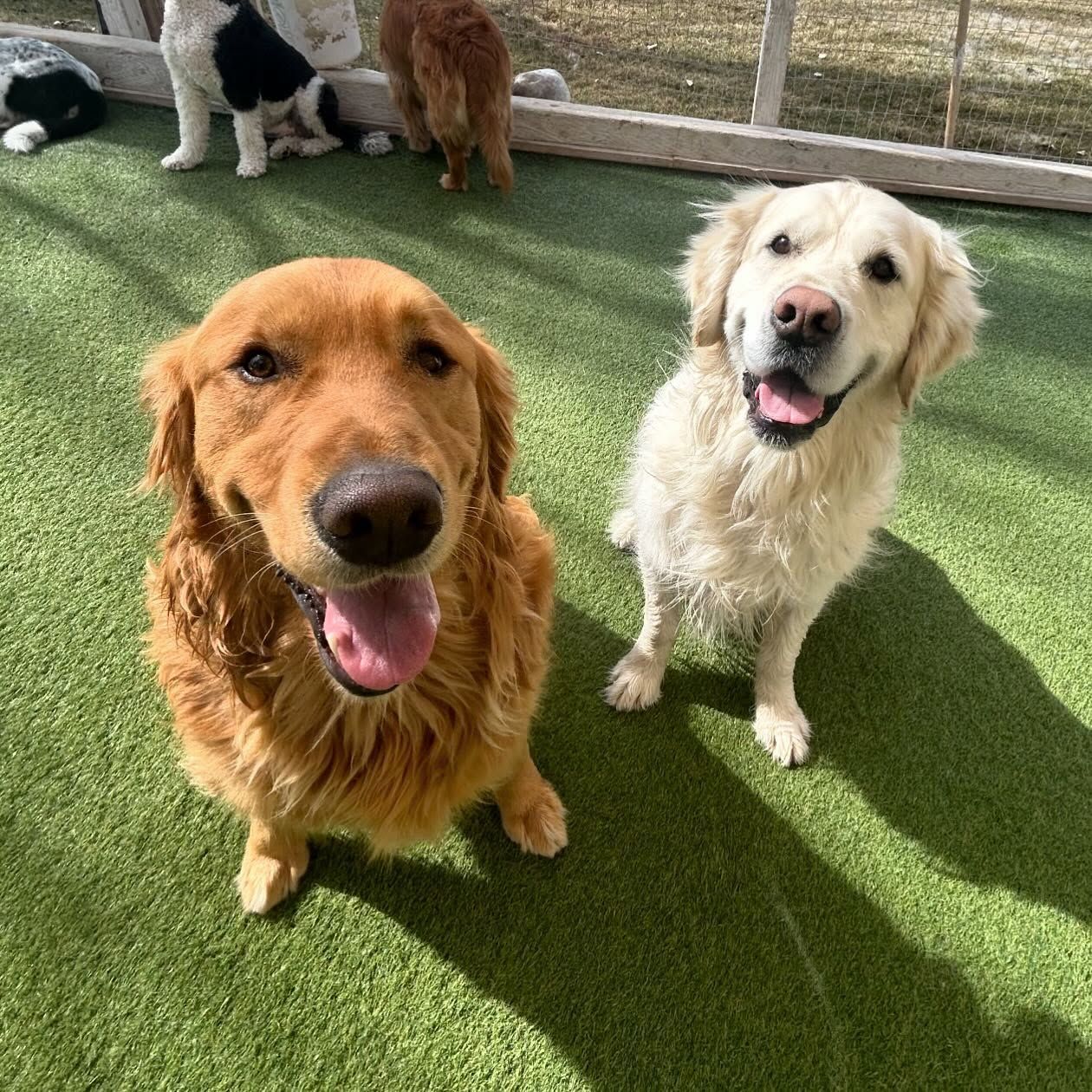 Two dogs are standing next to each other on a grassy field