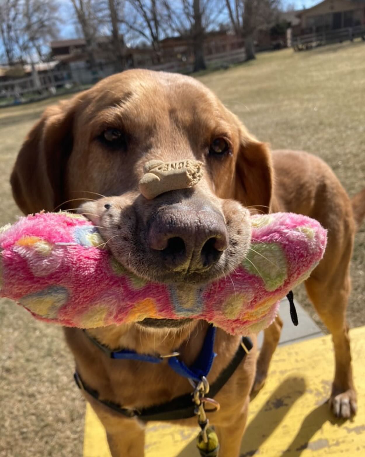 A brown dog is holding a pink toy in its mouth