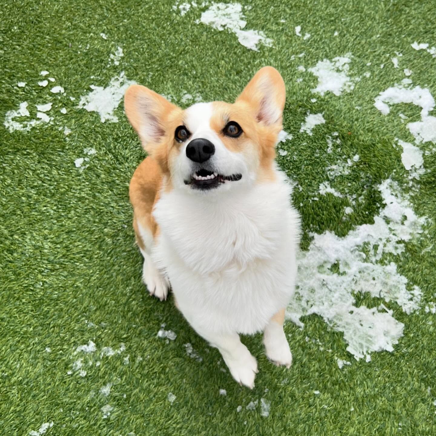 A brown and white dog is standing on a lush green field looking up