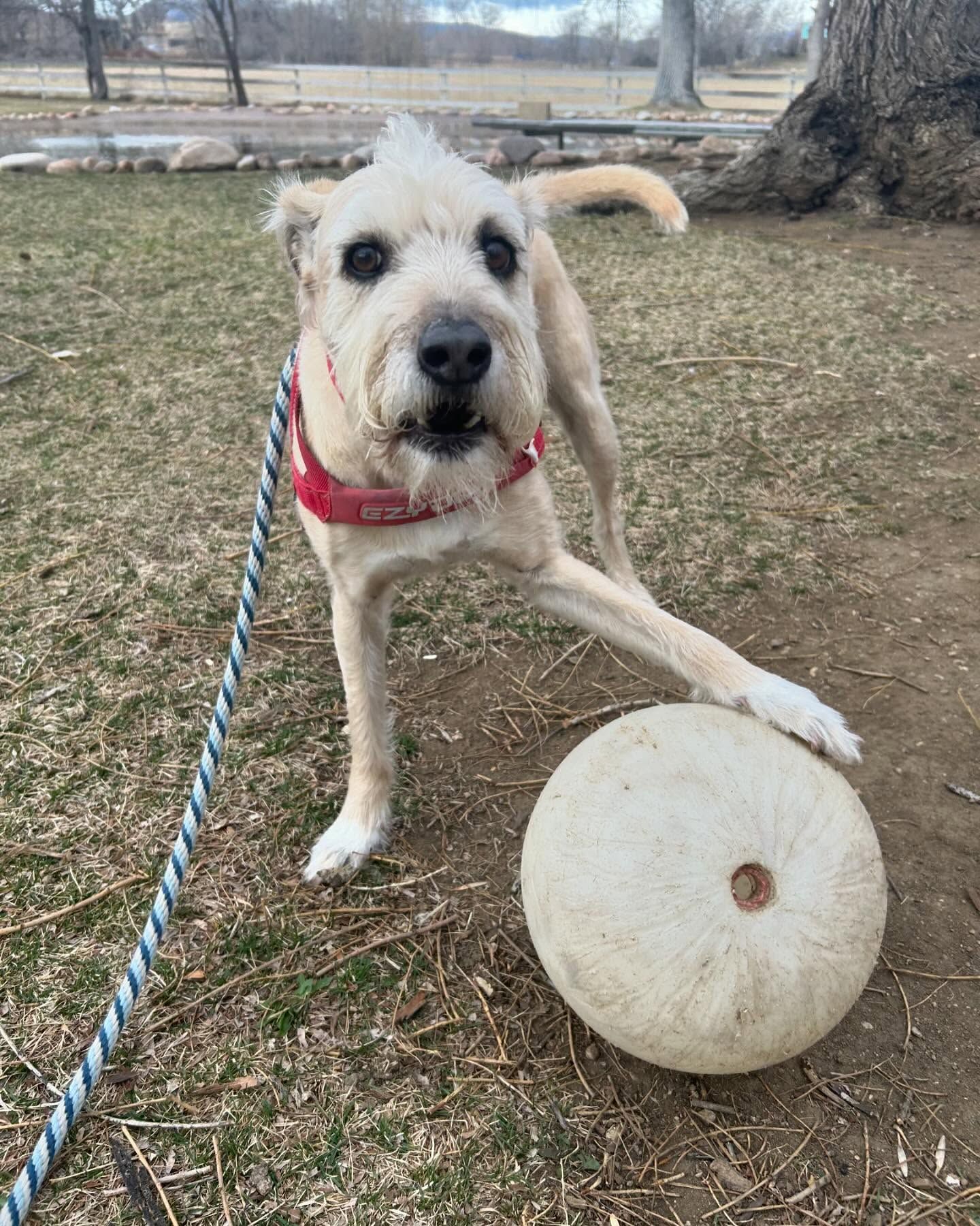 A dog on a leash is playing with a white ball