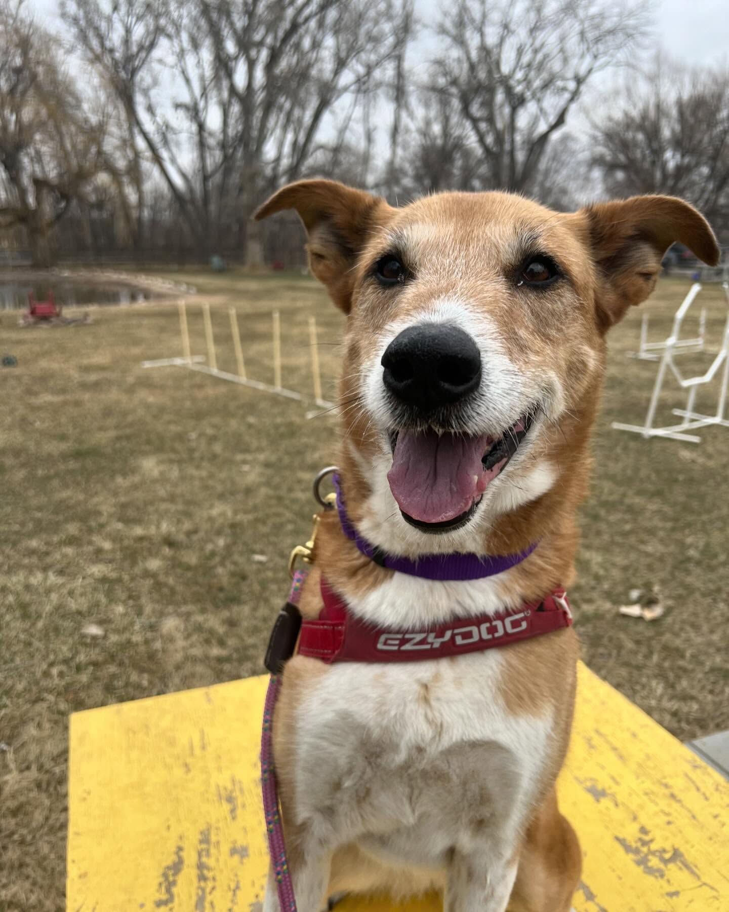 A brown and white dog wearing a purple and red collar is sitting on a yellow mat