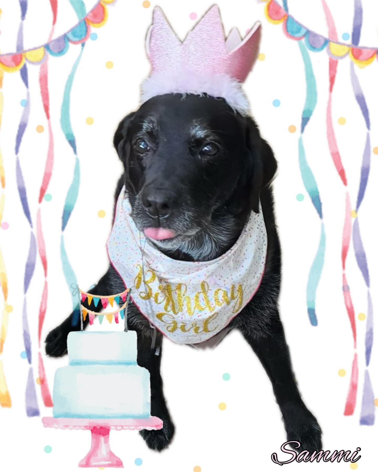 A black dog wearing a pink crown and a birthday girl bib