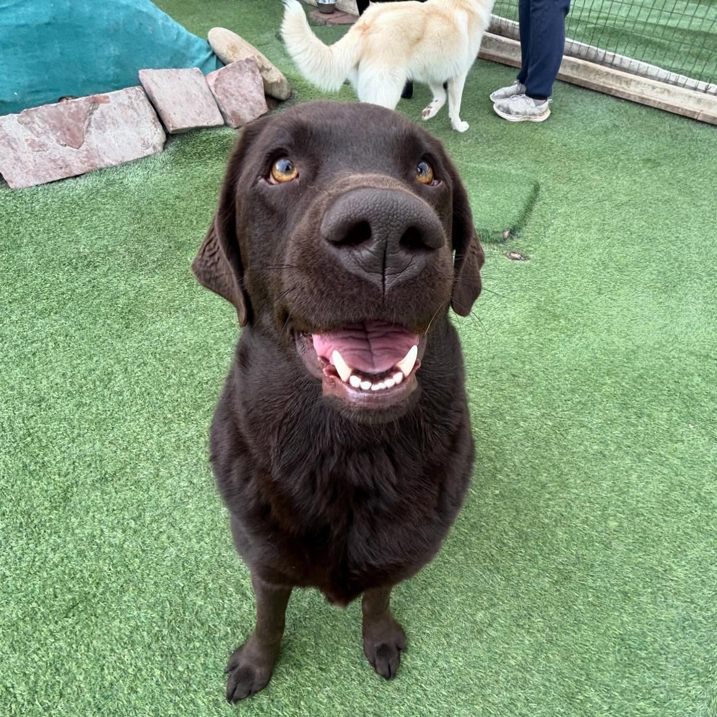 A brown dog is standing on a grassy field and smiling at the camera