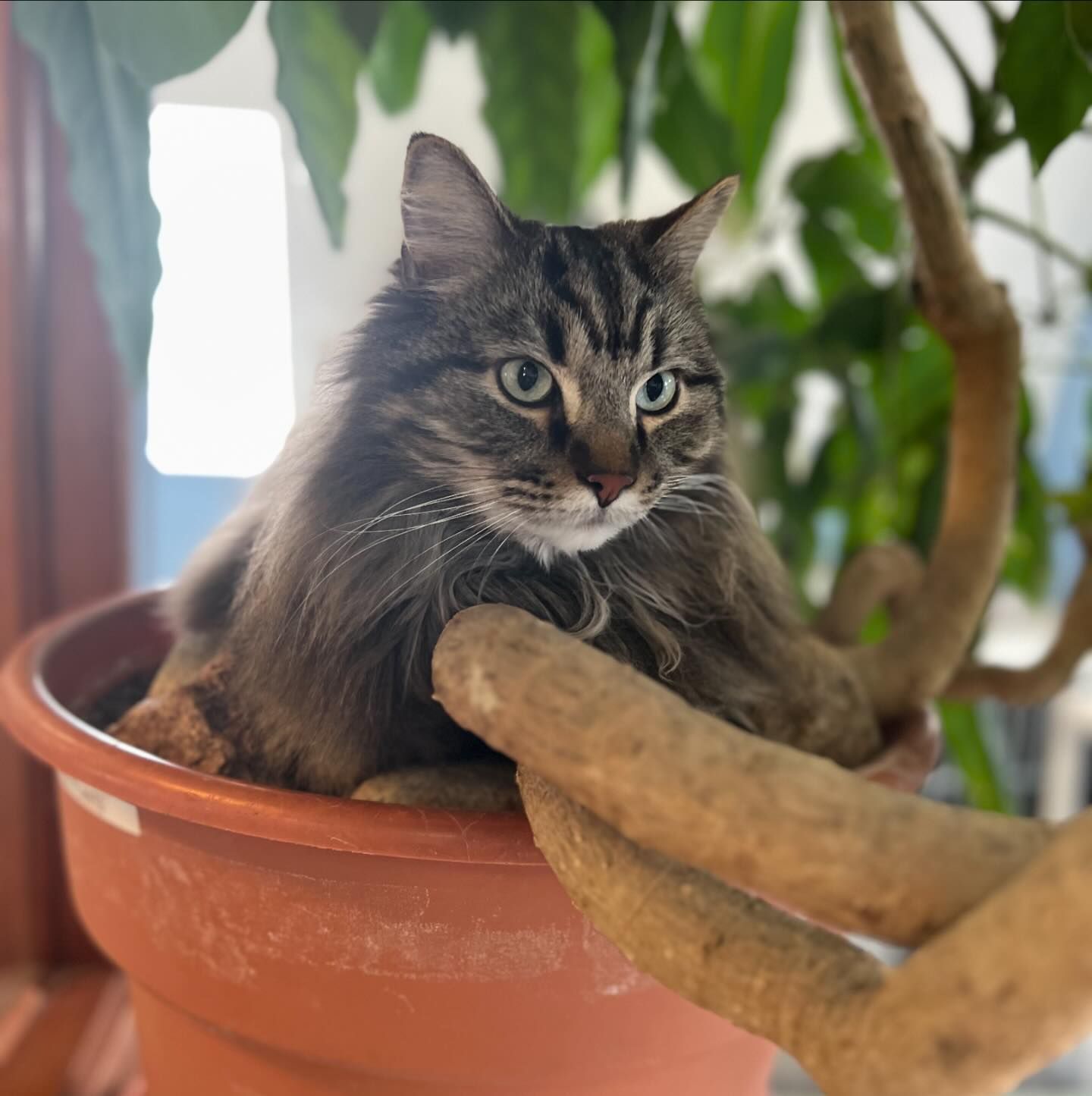 A cat is sitting in a potted plant holding a branch