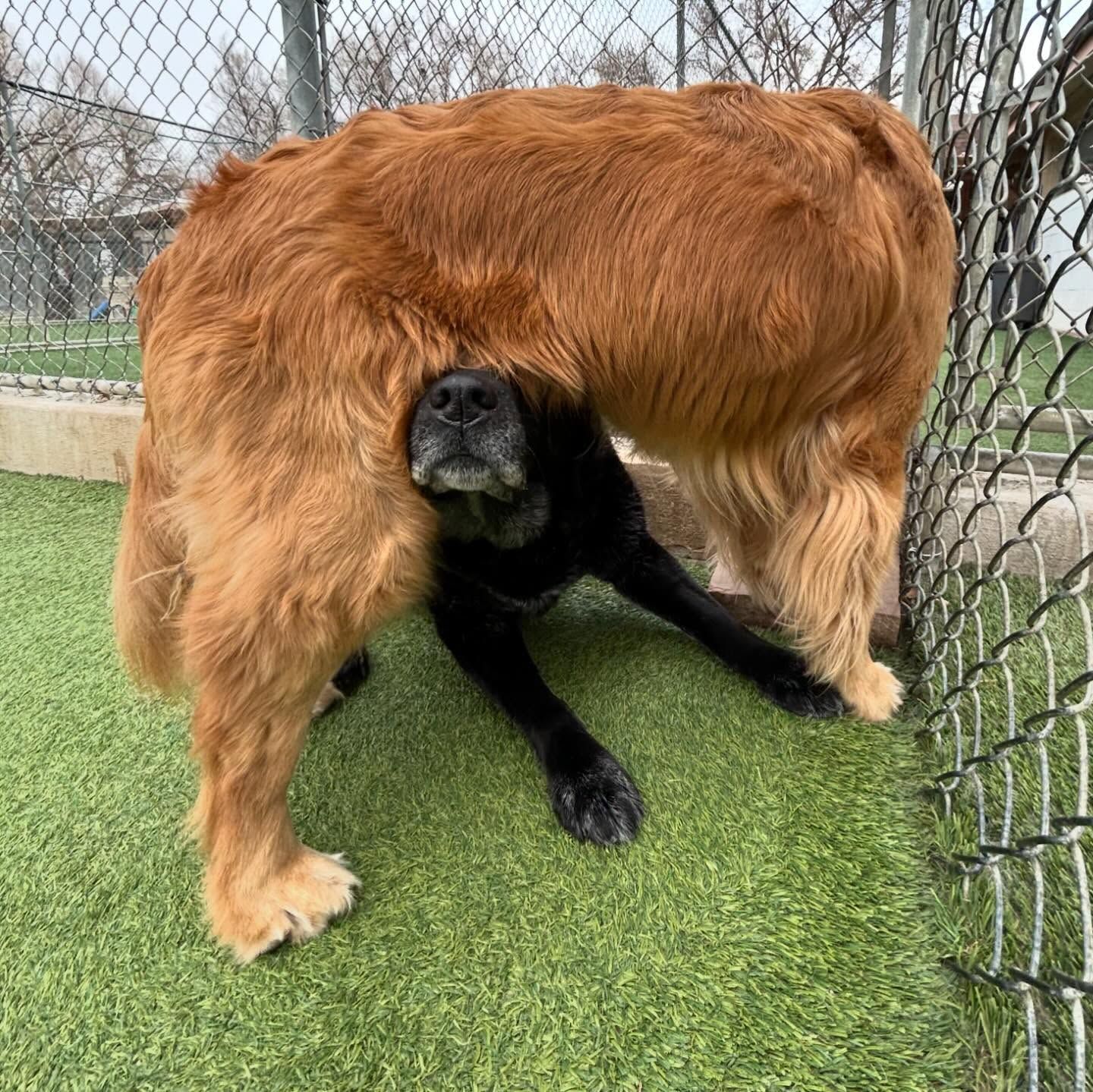 A golden retriever and a black dog are playing in a field