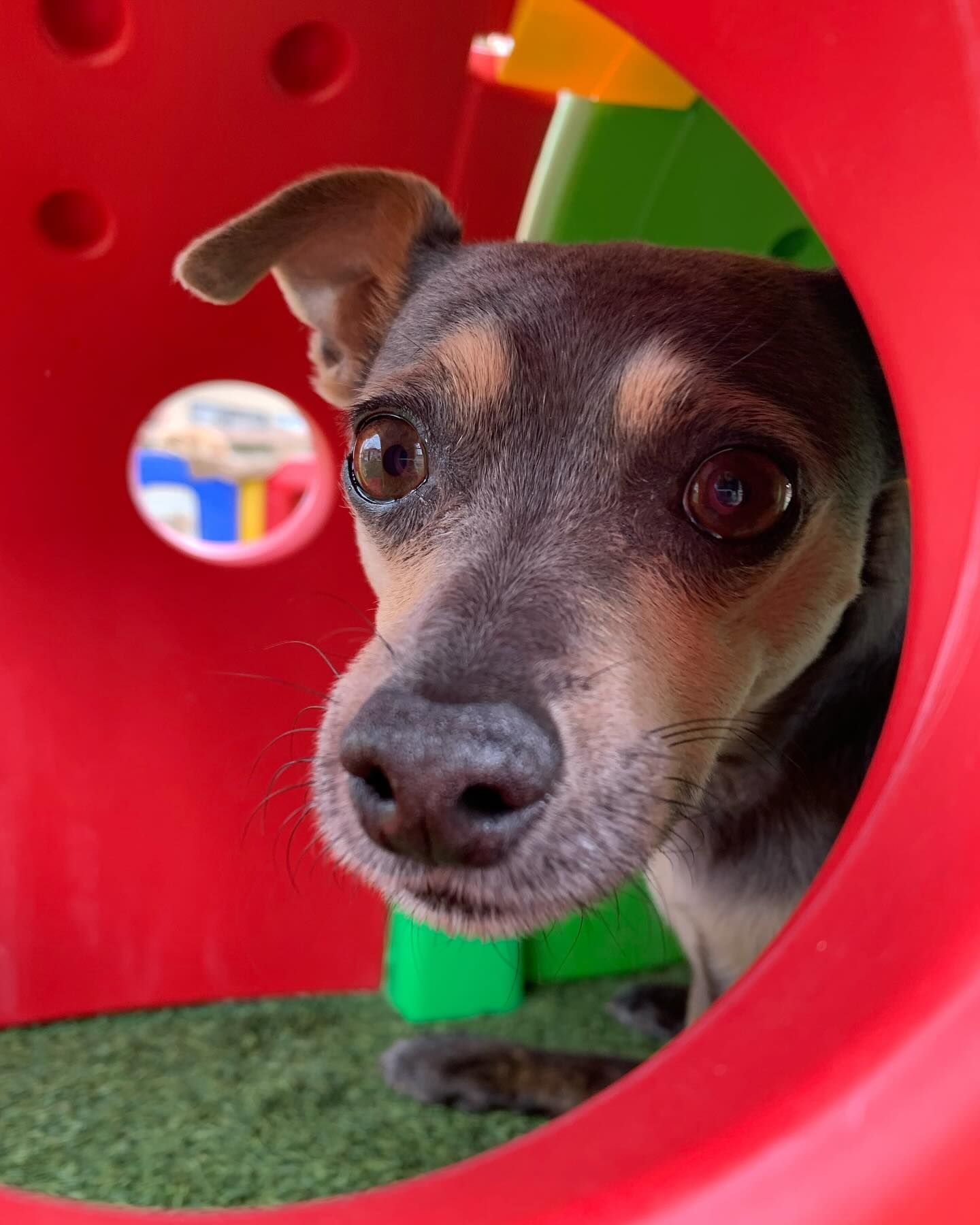 A small dog is looking out of a red toy house