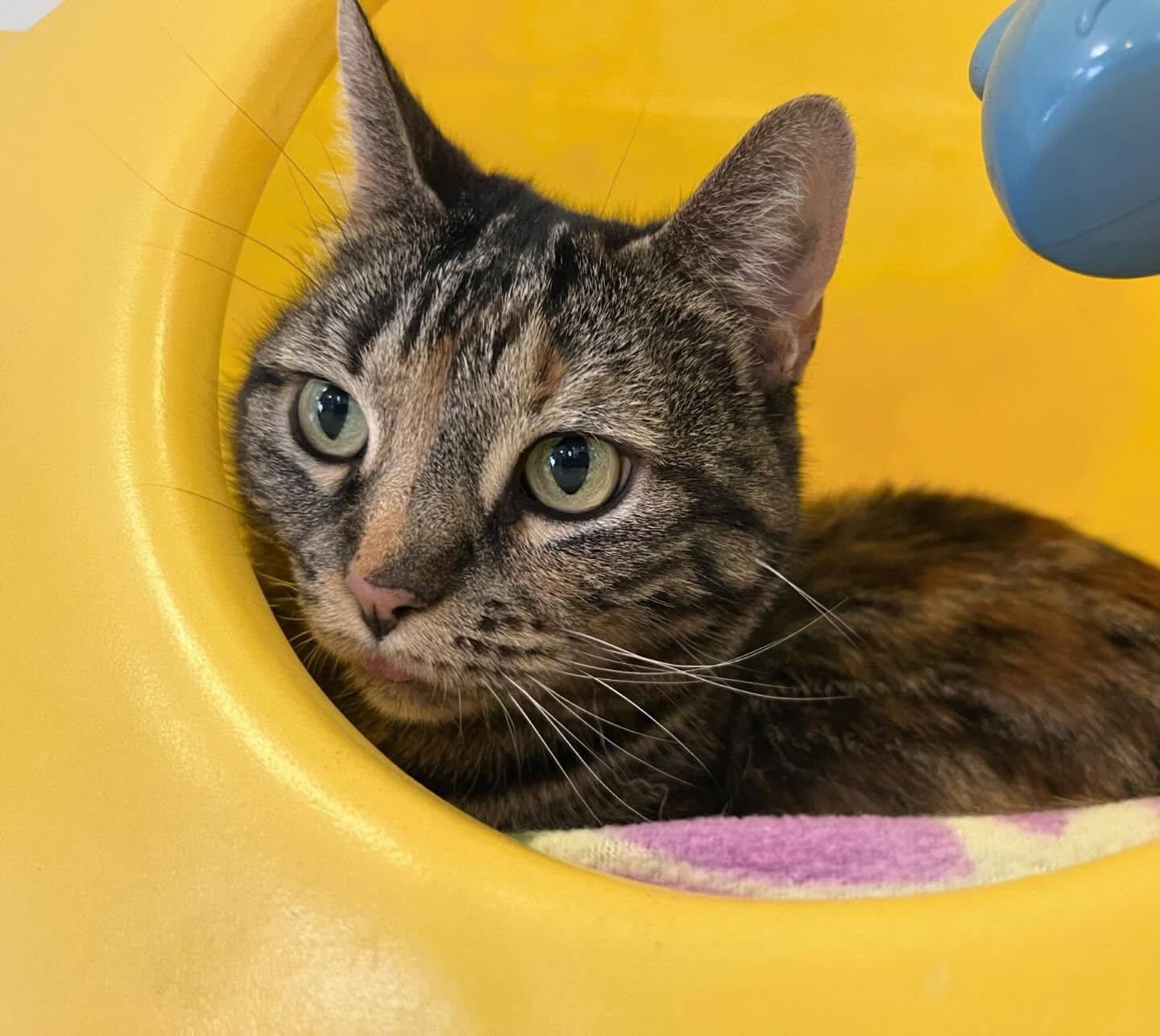 A cat is looking out of a hole in a yellow toy house