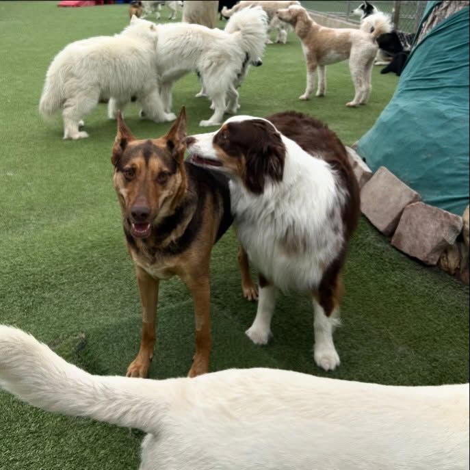 A group of dogs are standing on a lush green field