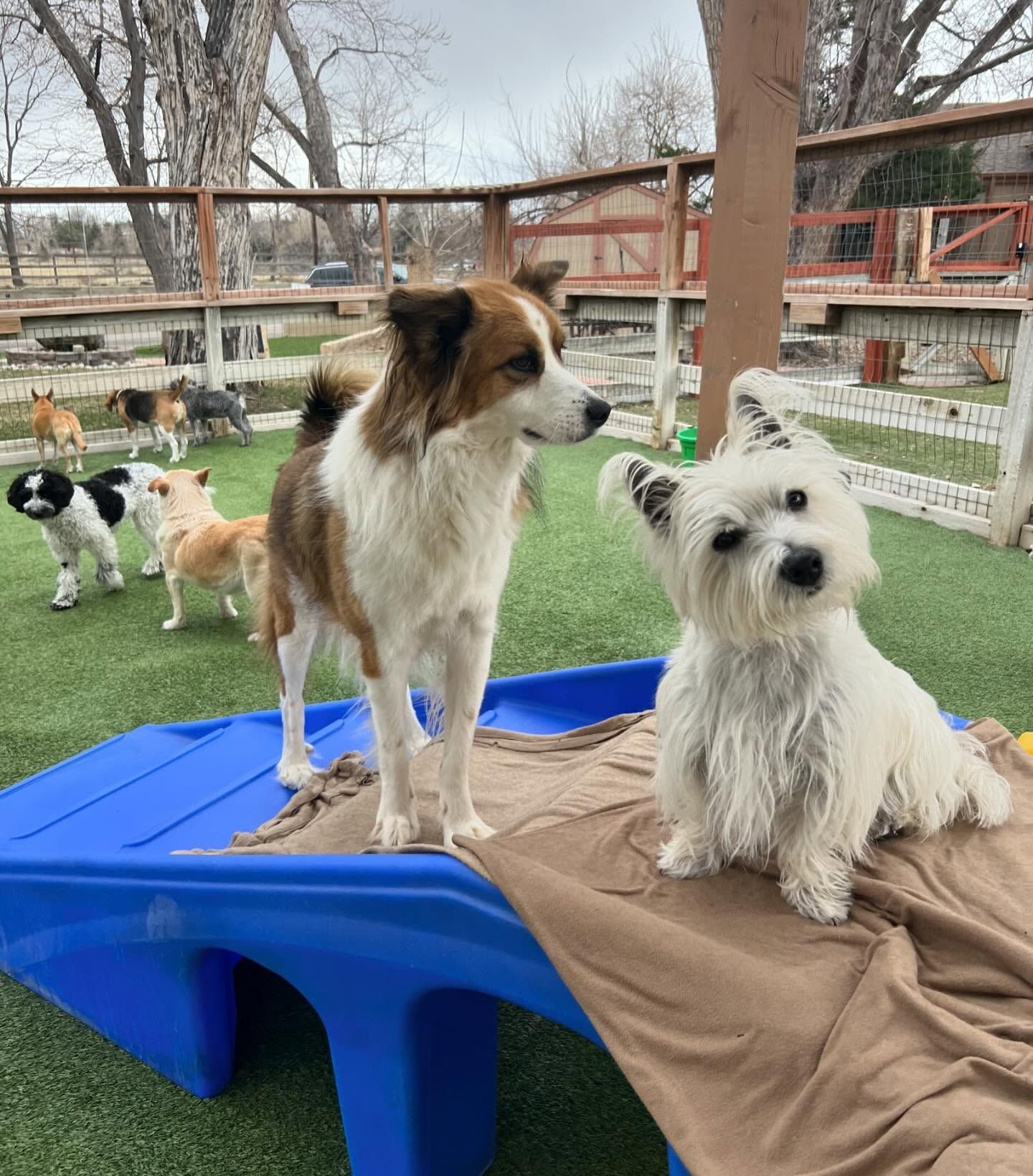 A group of dogs are standing around a blue double ramp