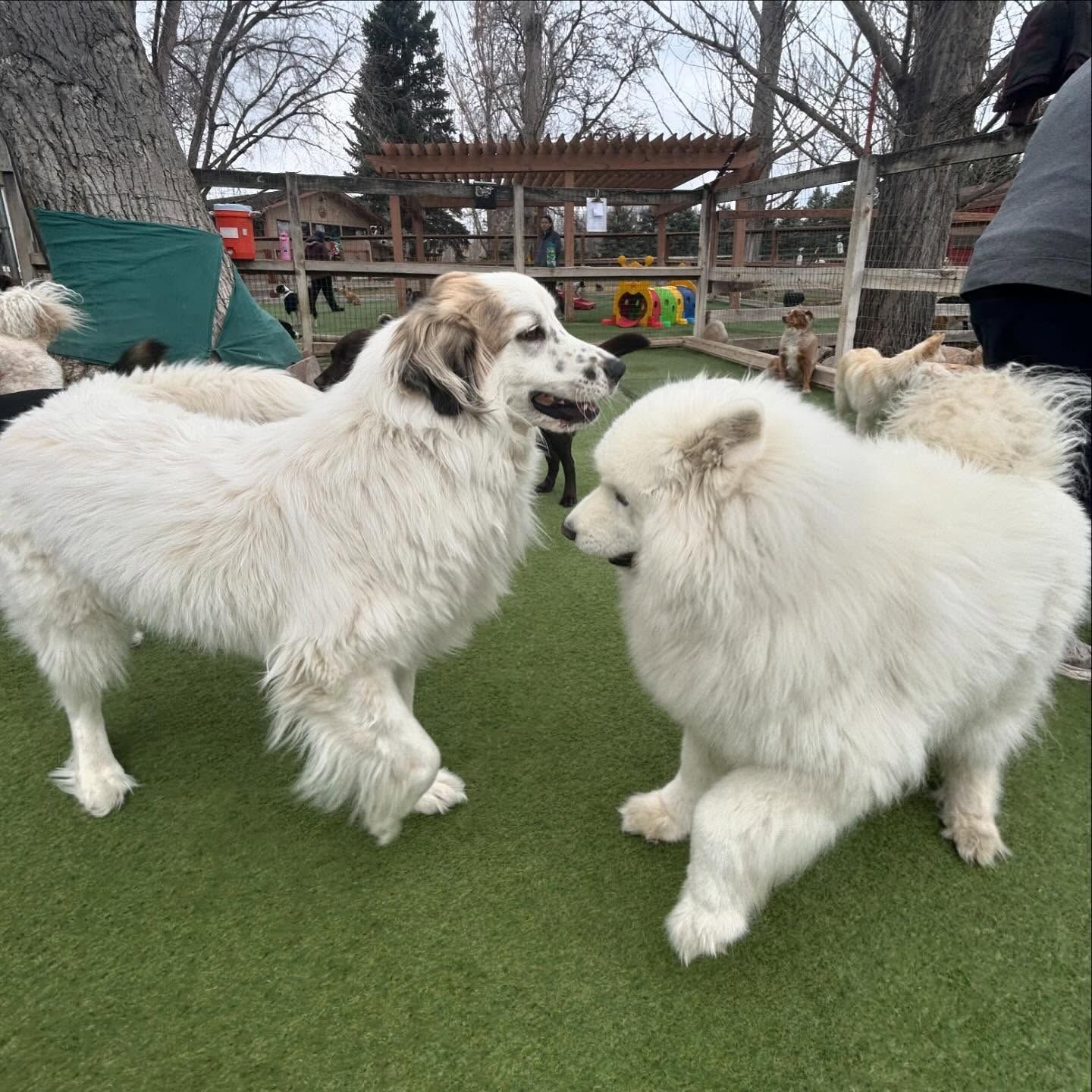 Two white dogs are standing next to each other on the grass