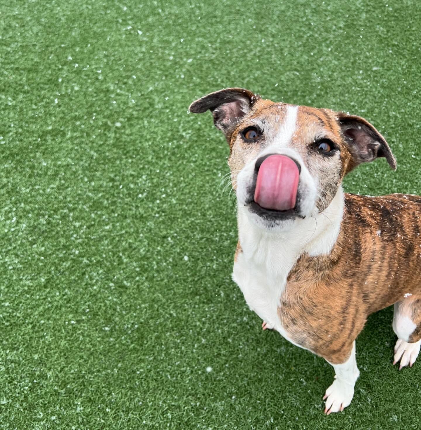 A brown and white dog sticking its tongue out