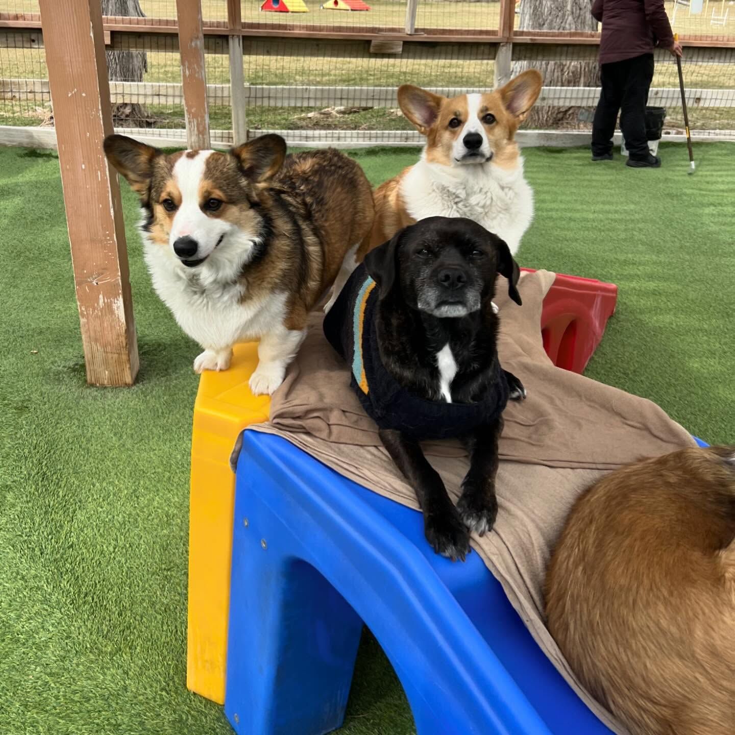 A group of dogs are sitting on a blue and yellow ramp