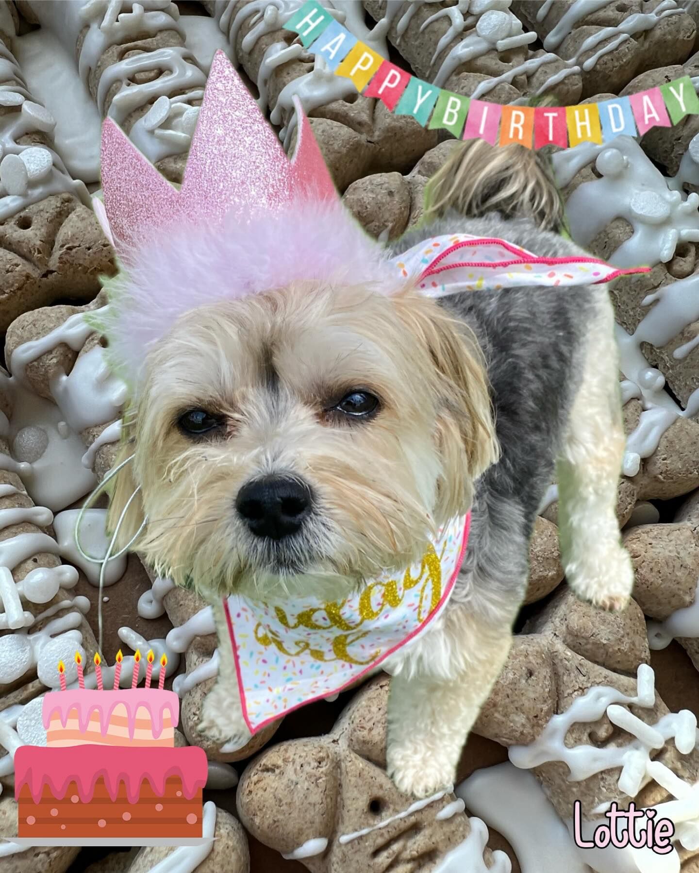 A small dog wearing a pink crown and a bandana