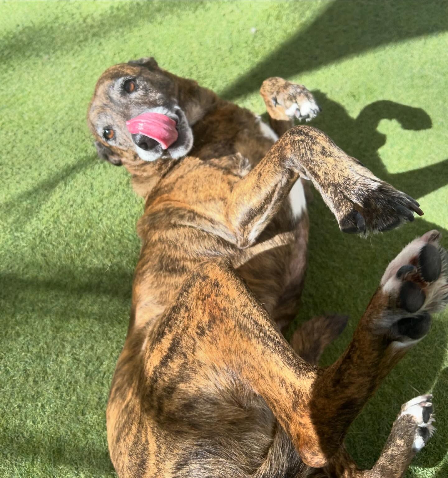 A dog is laying on its back with its tongue out