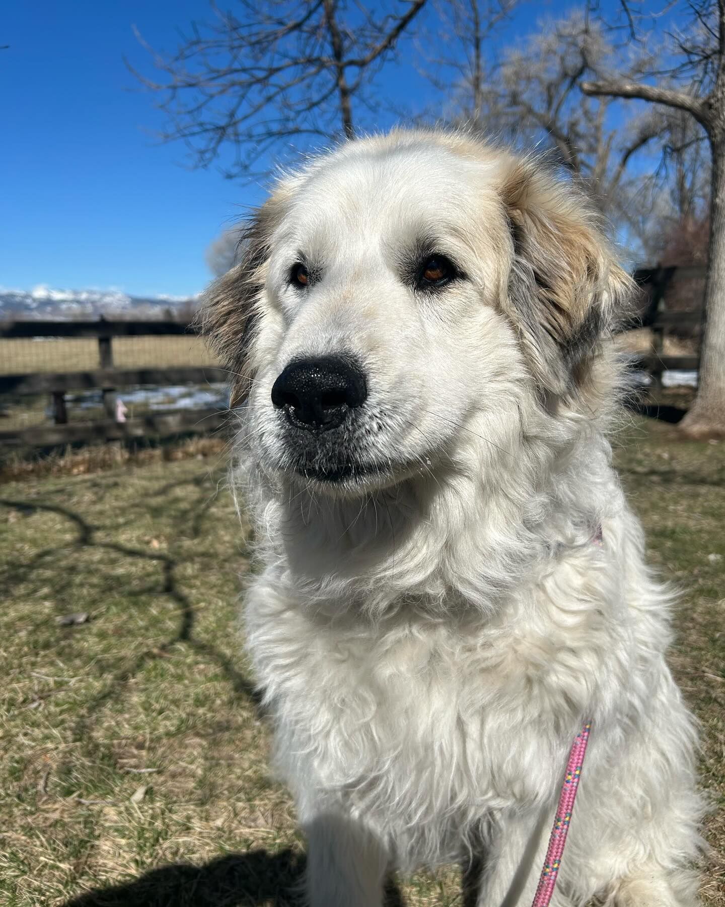 A white dog is sitting on the grass on a leash