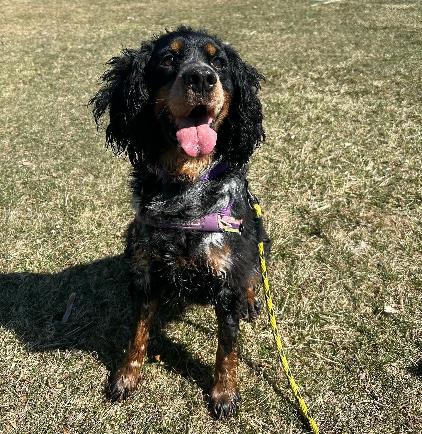A black and brown dog is sitting on a grassy field