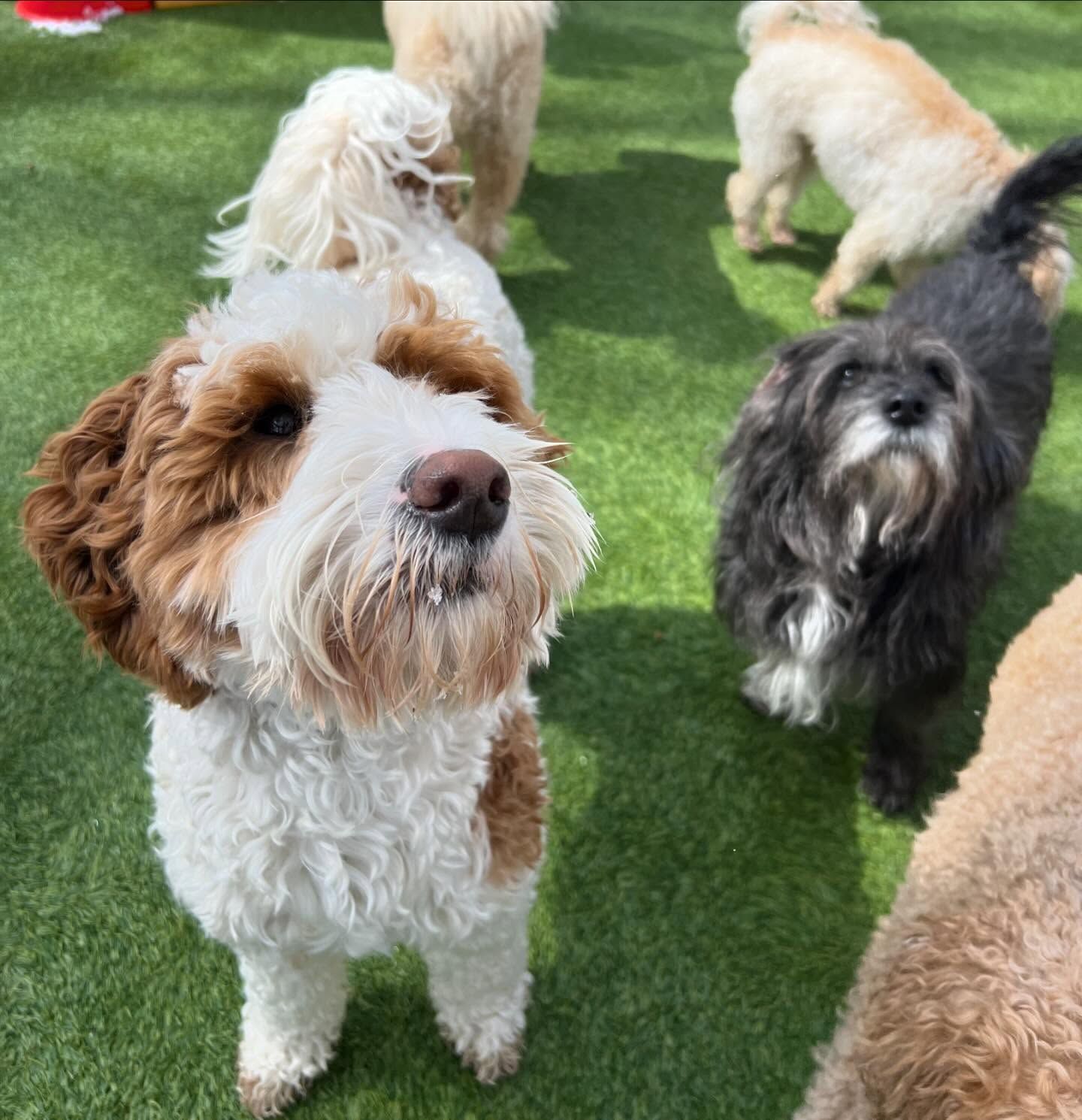 A group of dogs are standing on a lush green field