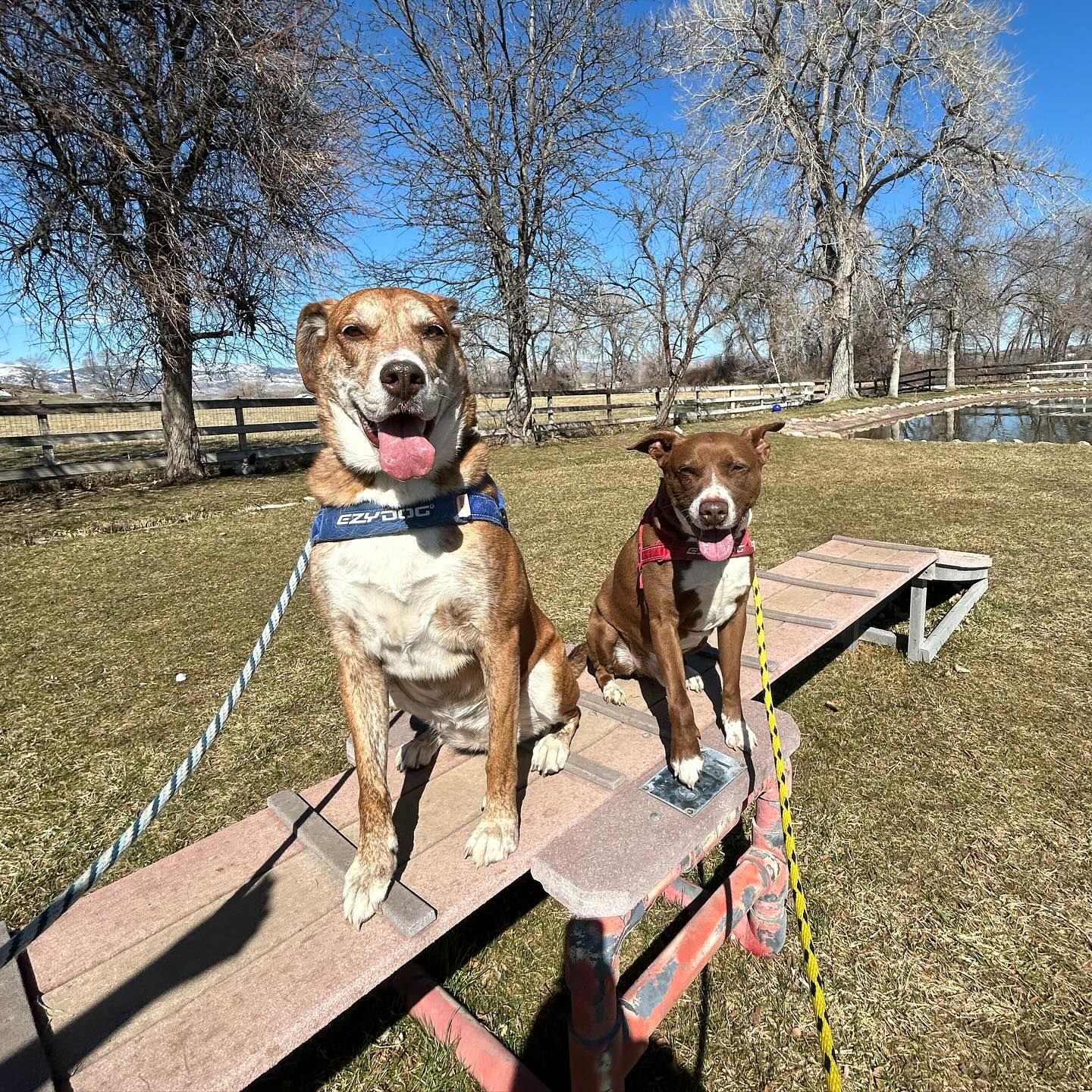 Two dogs are standing next to each other on a ramp