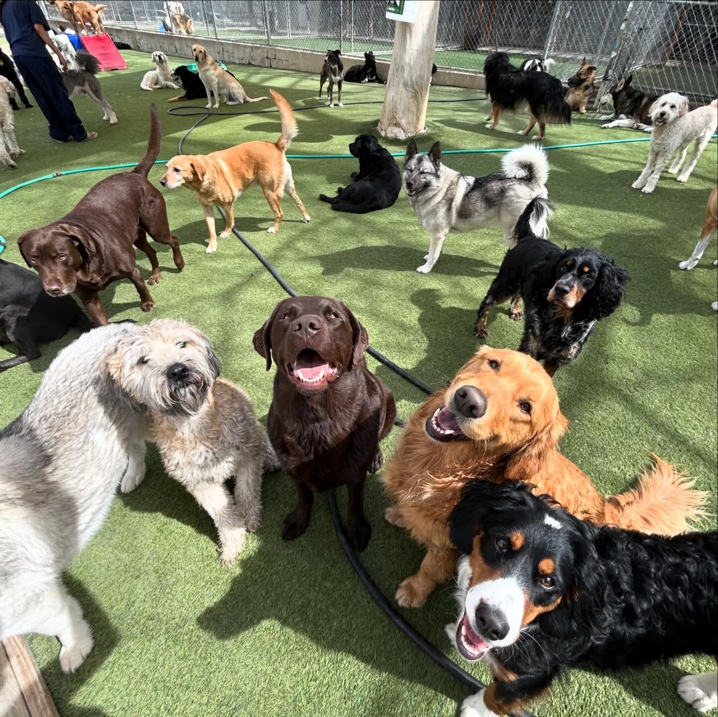 A group of dogs are standing in a circle