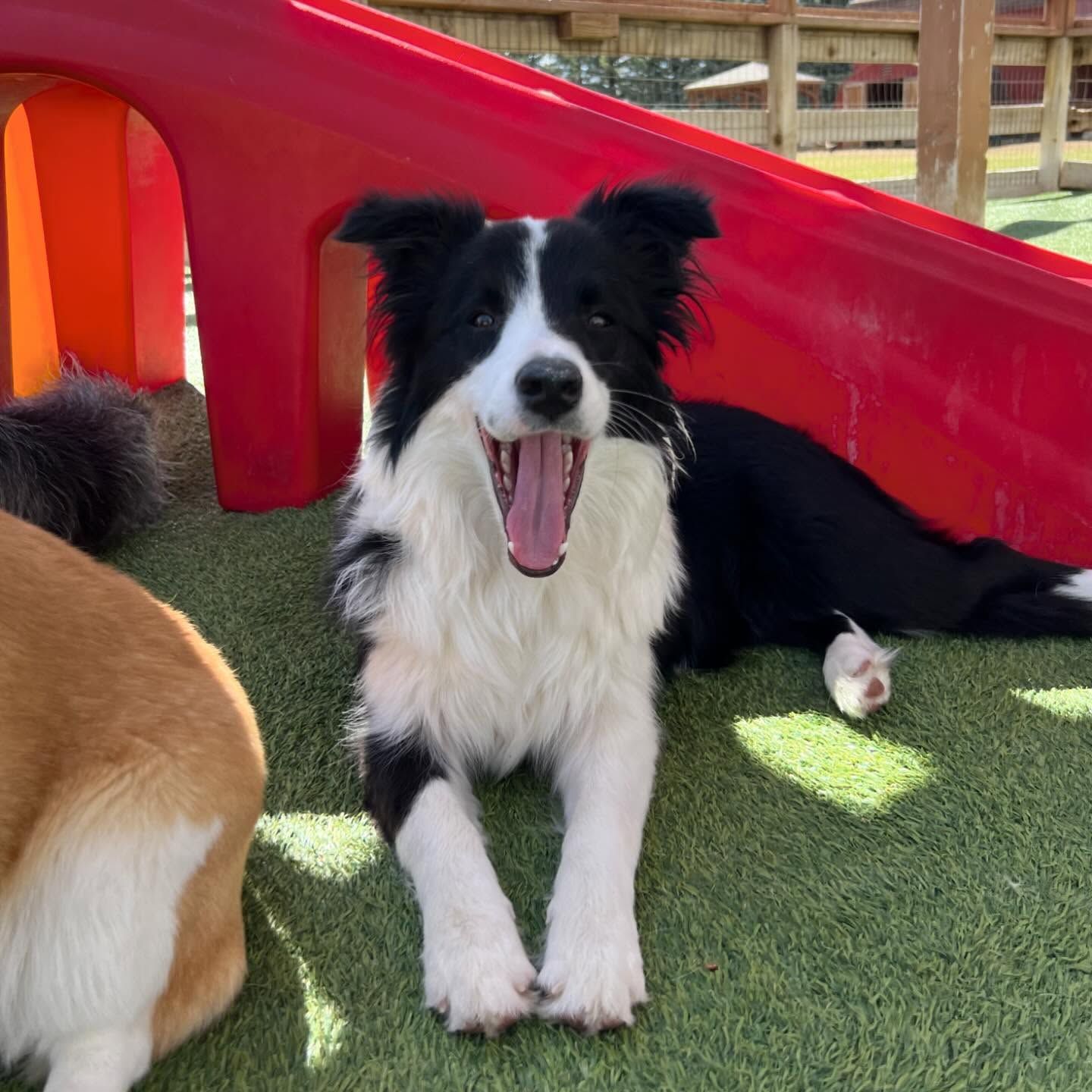 A black and white dog laying on the grass with its mouth open