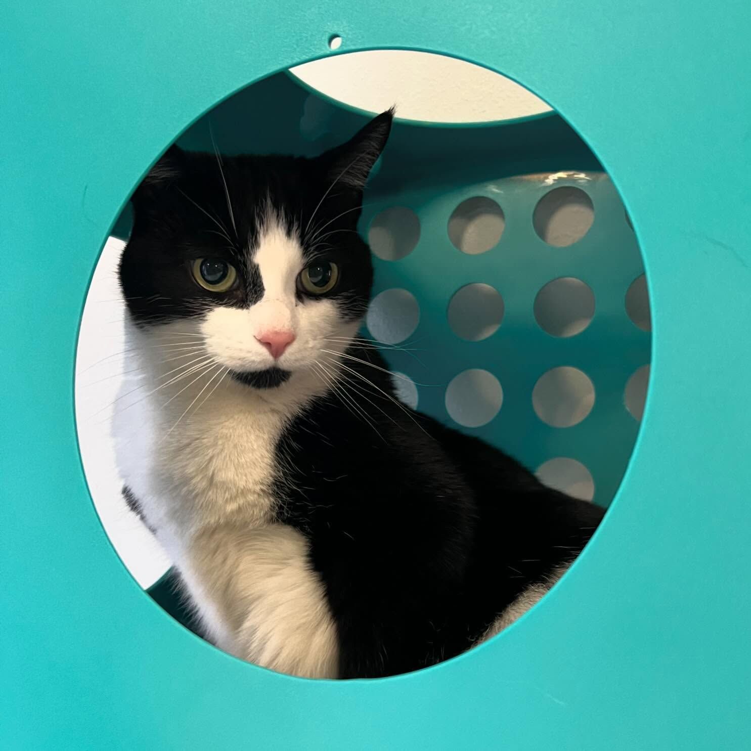 A black and white cat is sitting in a blue toy house