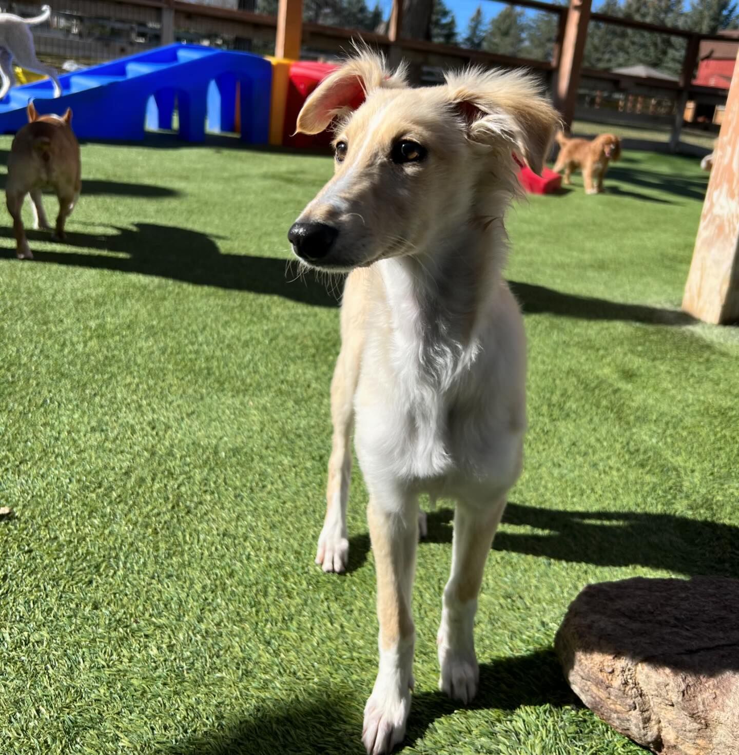 A Silken Windhound dog standing on a grassy field