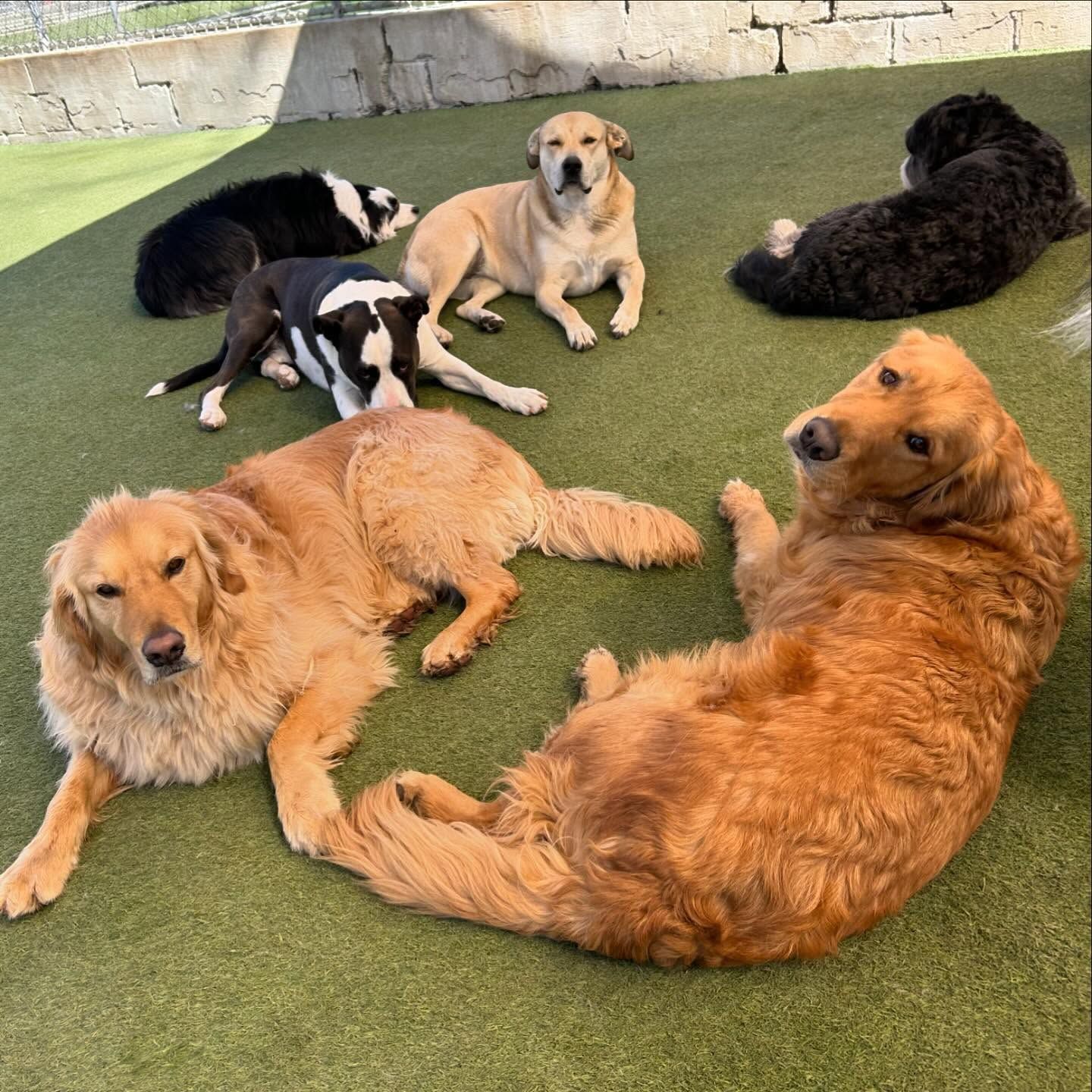 A group of dogs are laying on the grass