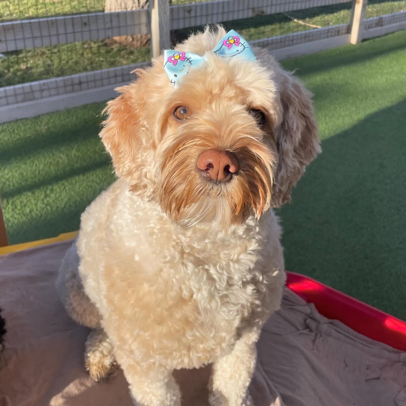 A small brown dog with a blue bow on its head