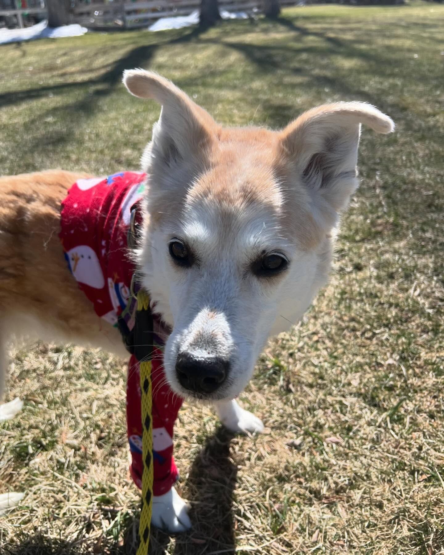 A brown and white dog wearing a red sweater