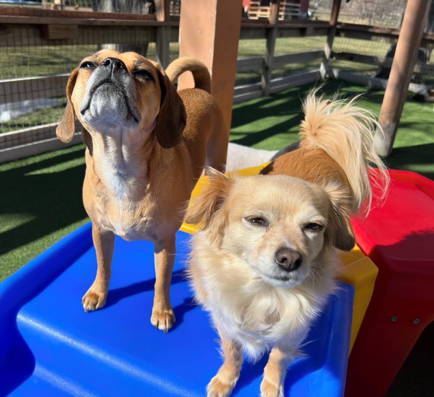 Two dogs are standing next to each other on a slide