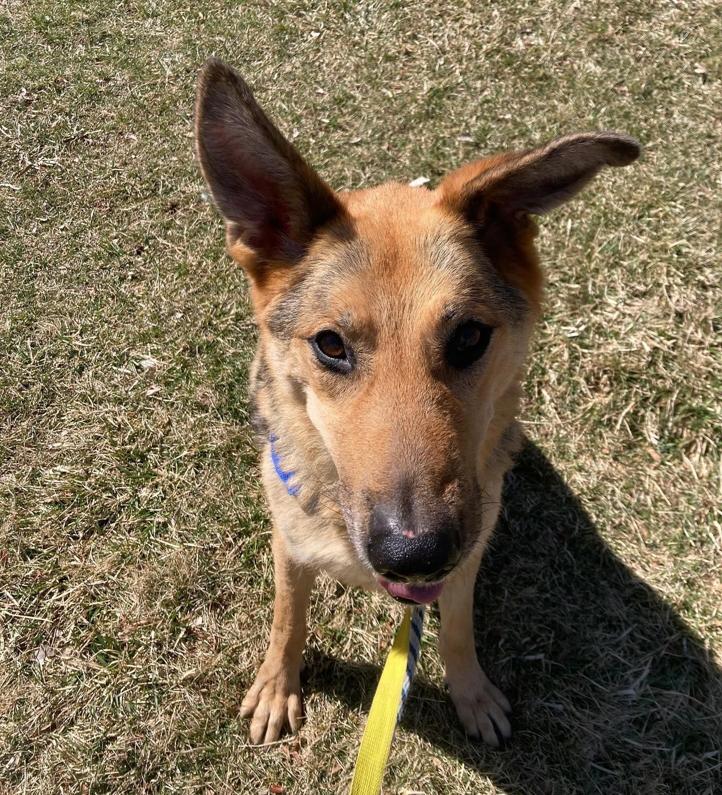 A brown dog is standing on the grassy field