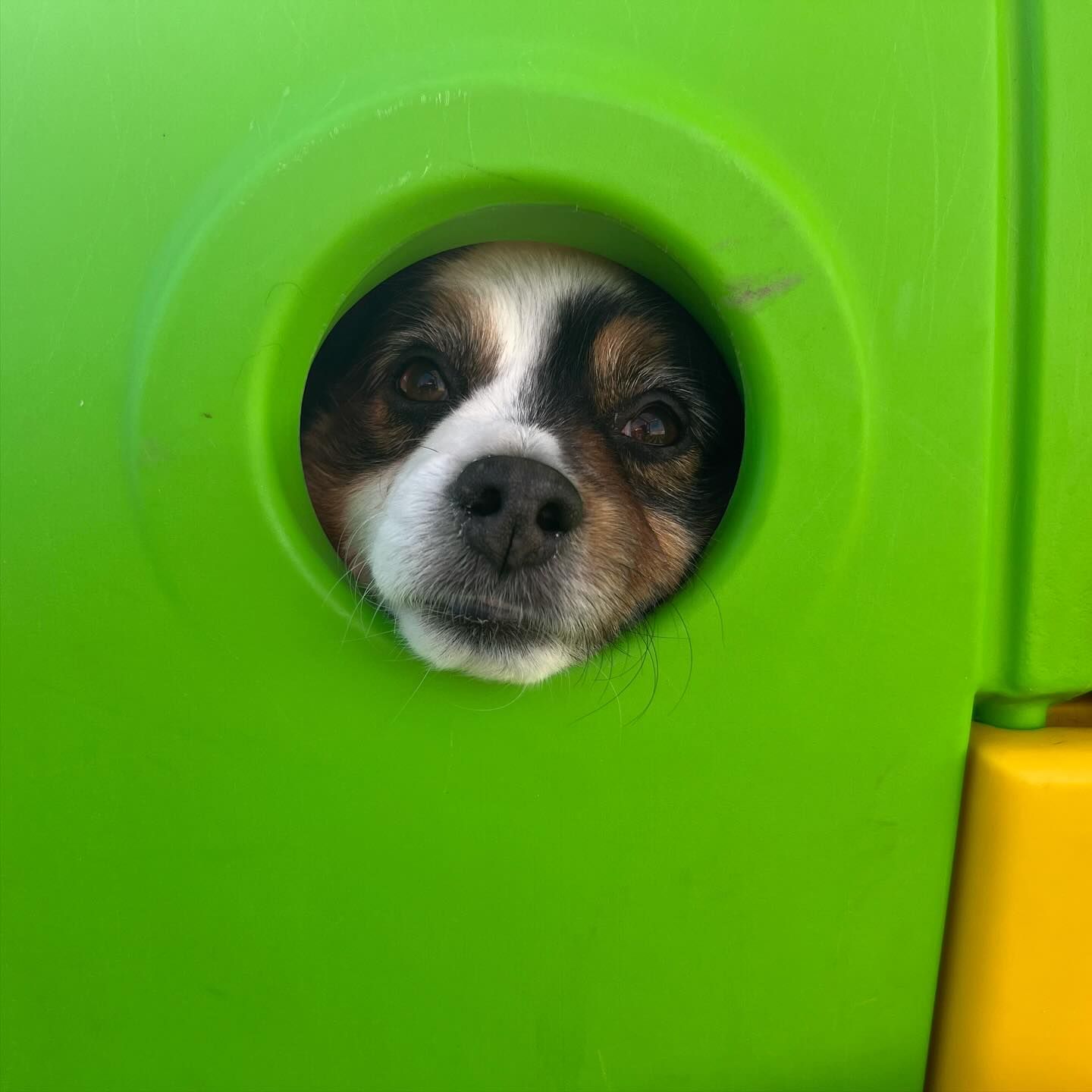 A dog is sticking its head out of a hole in a green box