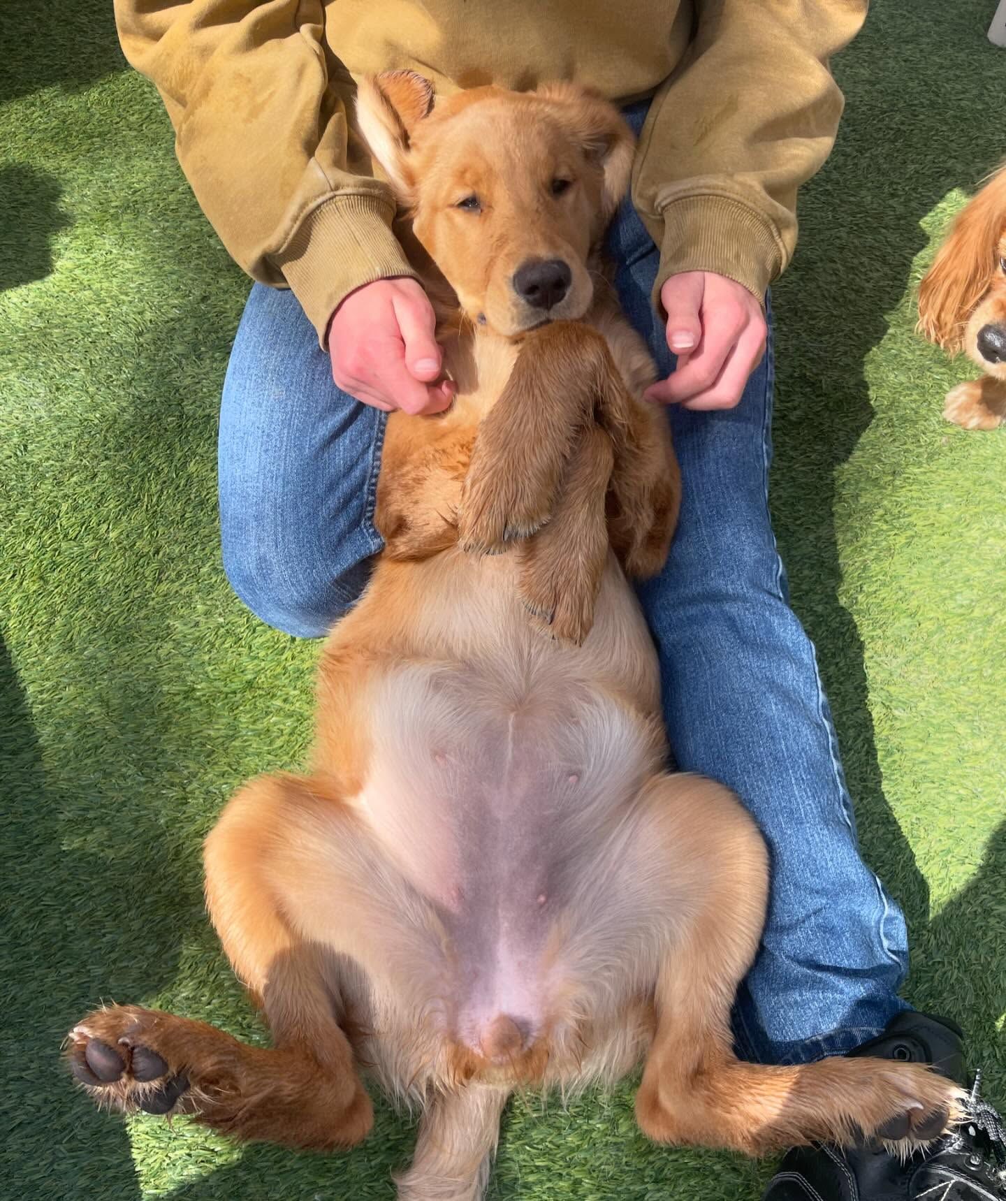 A dog is laying on its back on a person's lap