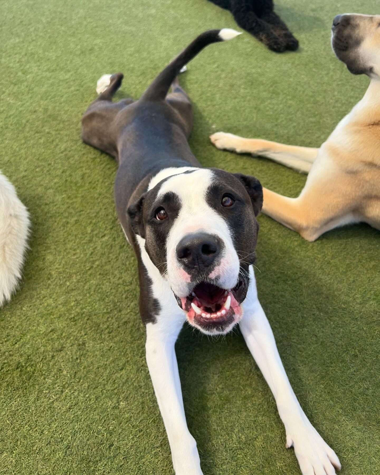 A black and white dog is laying on the grass with its mouth open