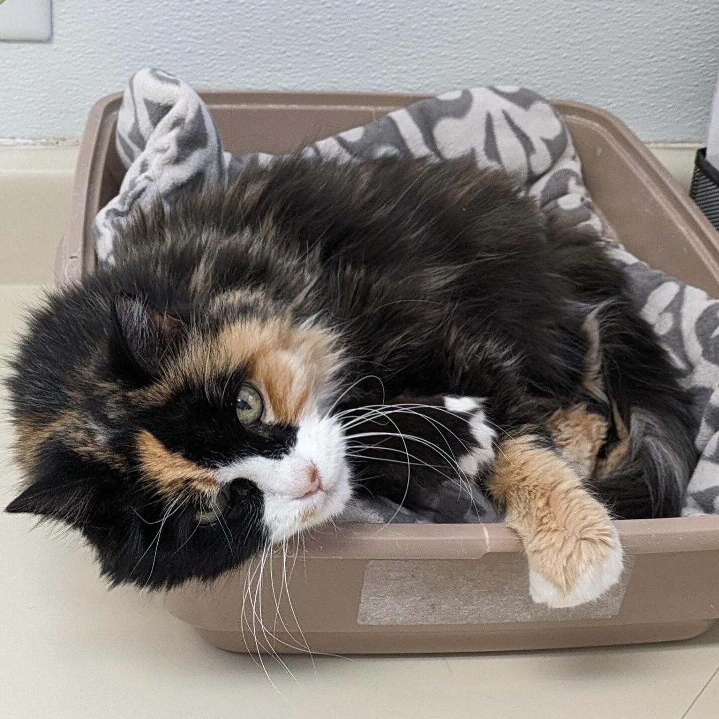 A calico cat is laying in a litter box