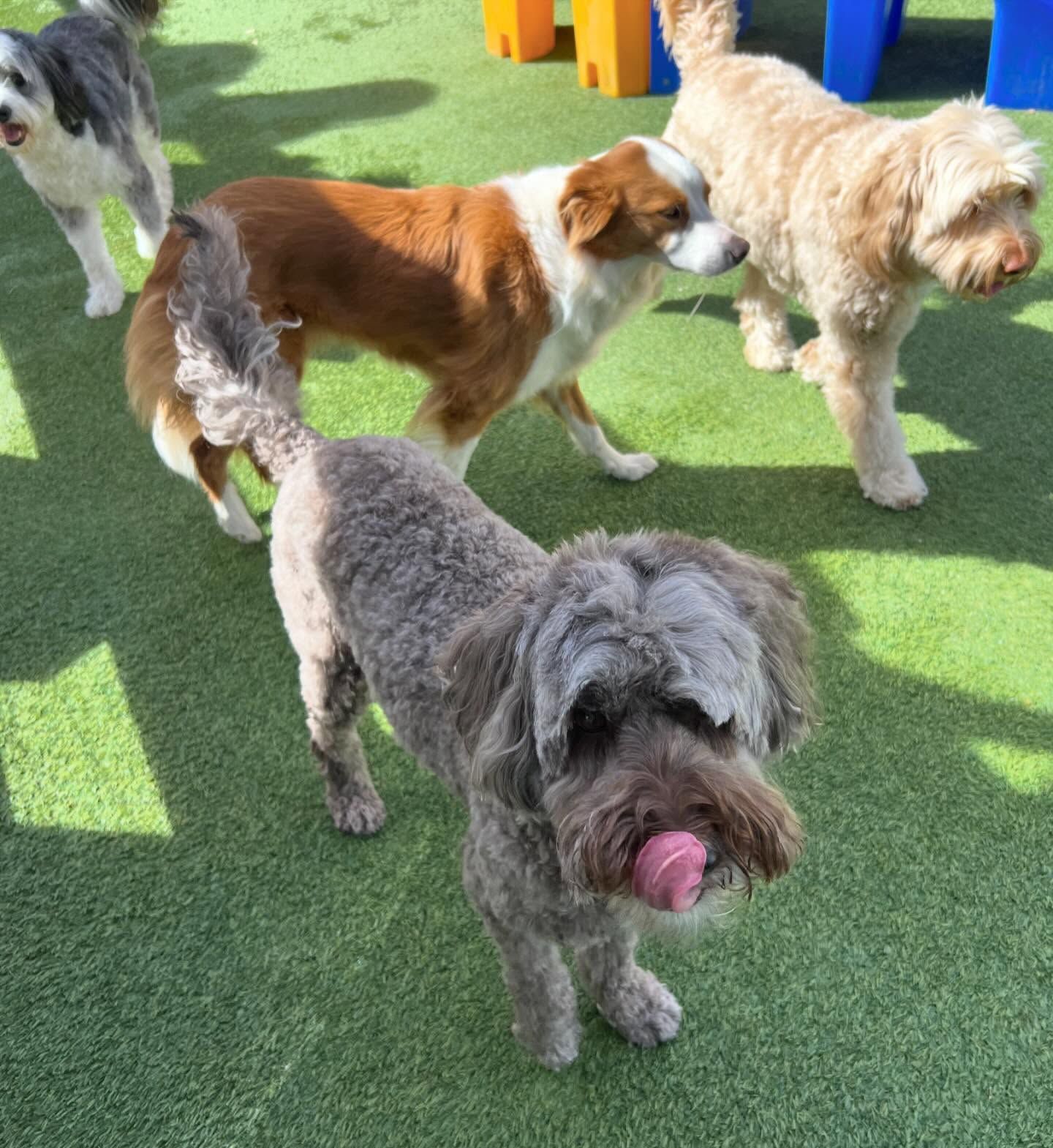 A group of dogs are standing on a grassy field