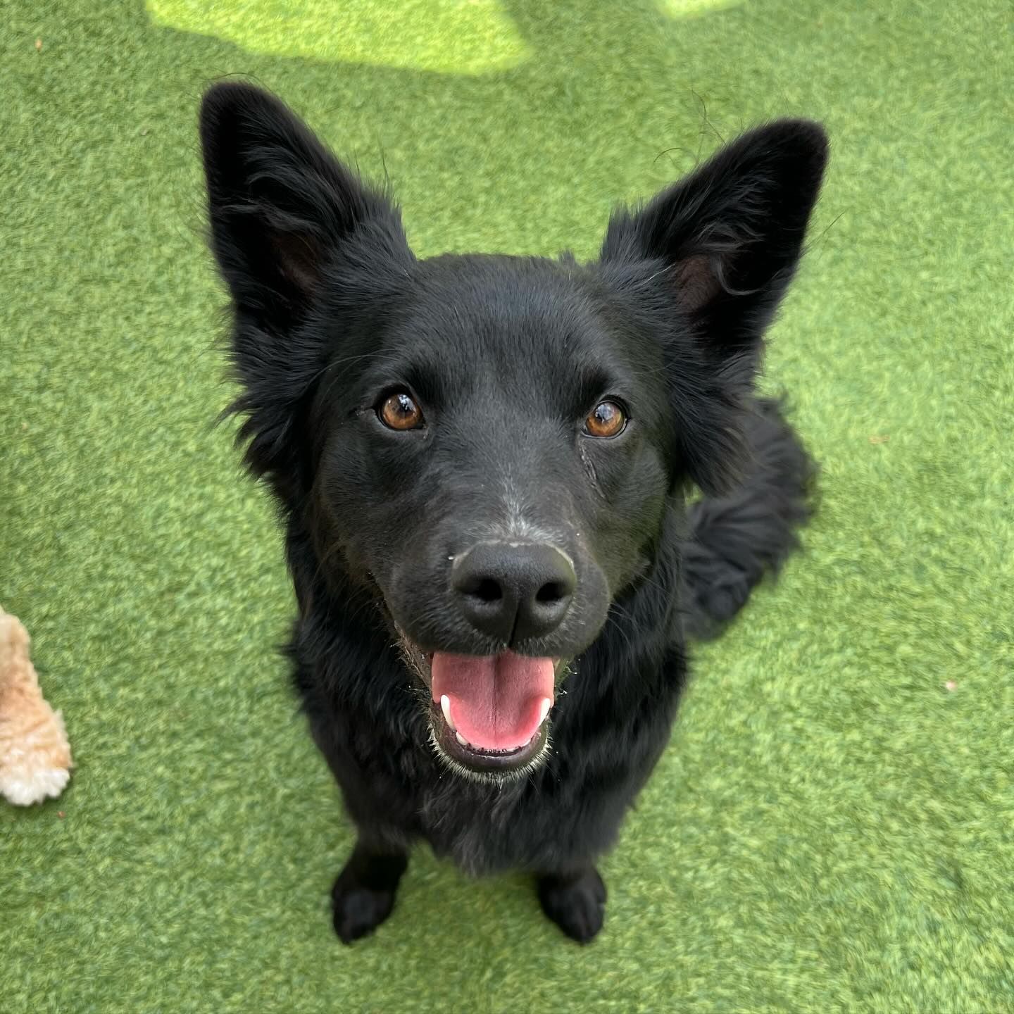 A black dog is looking up at the camera with its tongue out