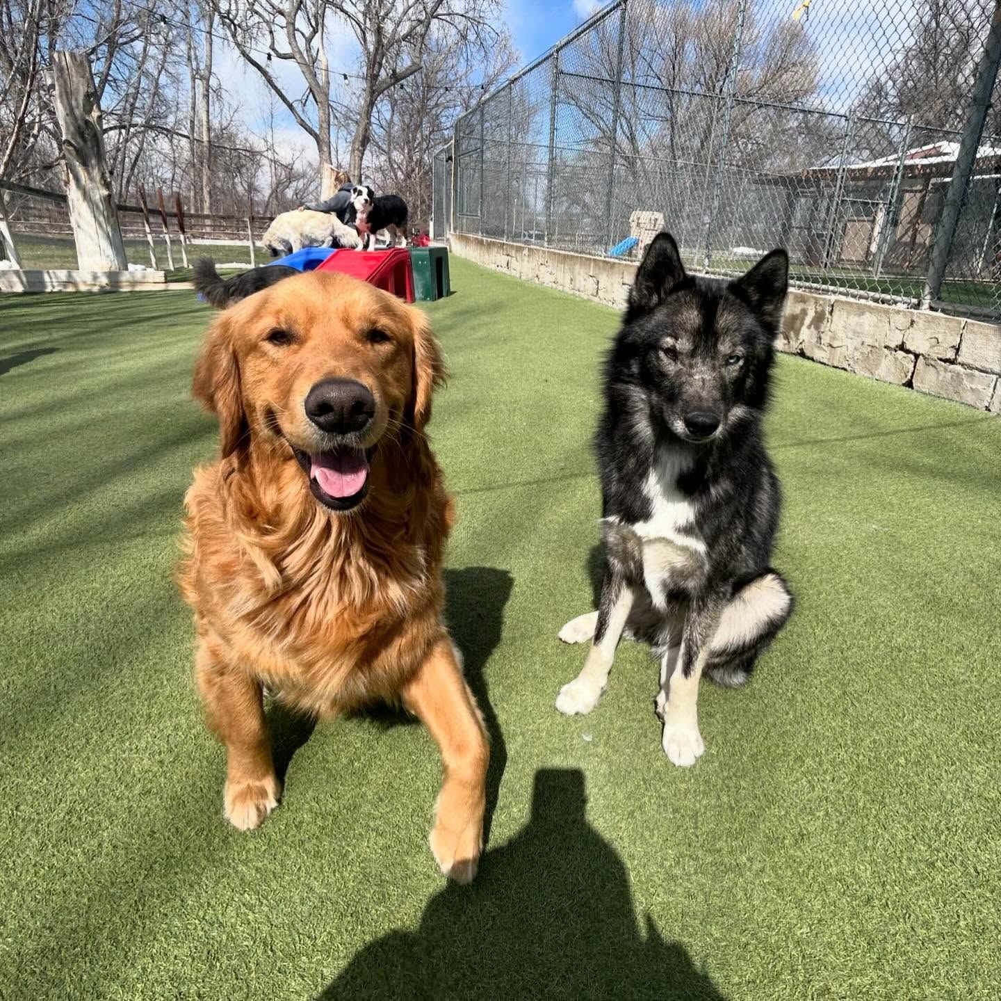Two dogs are standing next to each other on a grassy field
