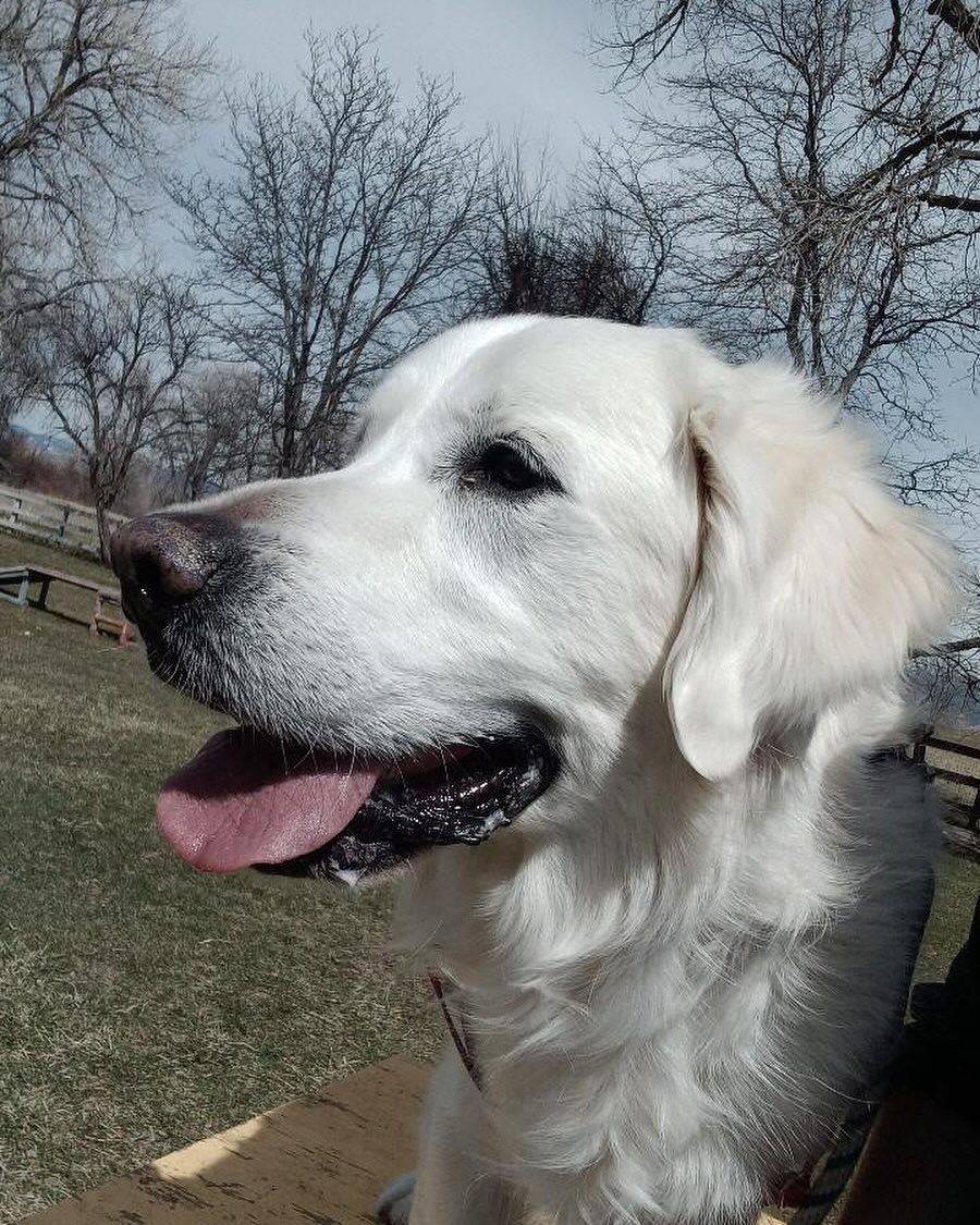 A close up of a white dog with its tongue out in a park